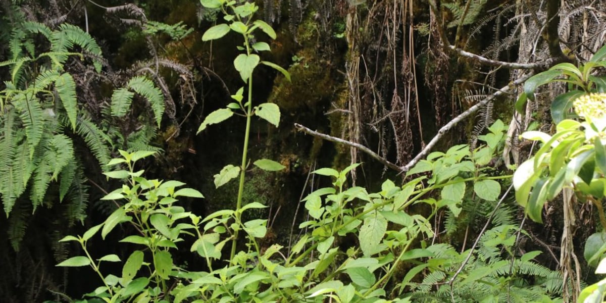 New Hawaii law recognizes conservation sanctuary to protect native species
