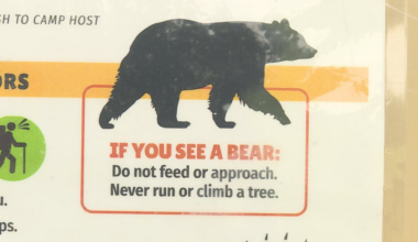 DNR warns of black bear sightings farther south as populations grow