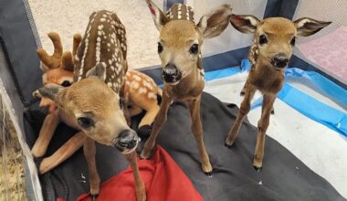 These three fawns were taken to a wildlife rehabilitator after their mother was hit by a car on Graniteville Road in Westford.