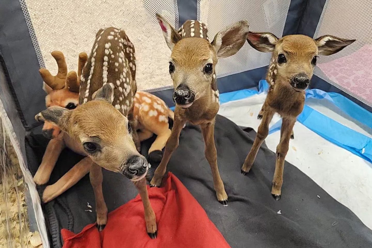 These three fawns were taken to a wildlife rehabilitator after their mother was hit by a car on Graniteville Road in Westford.