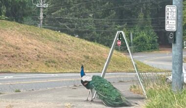 Peacock seen near SR 410 worries some Bonney Lake residents