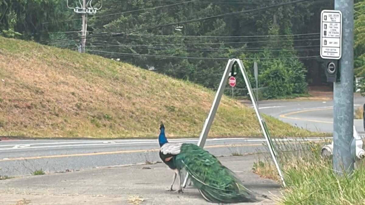Peacock seen near SR 410 worries some Bonney Lake residents