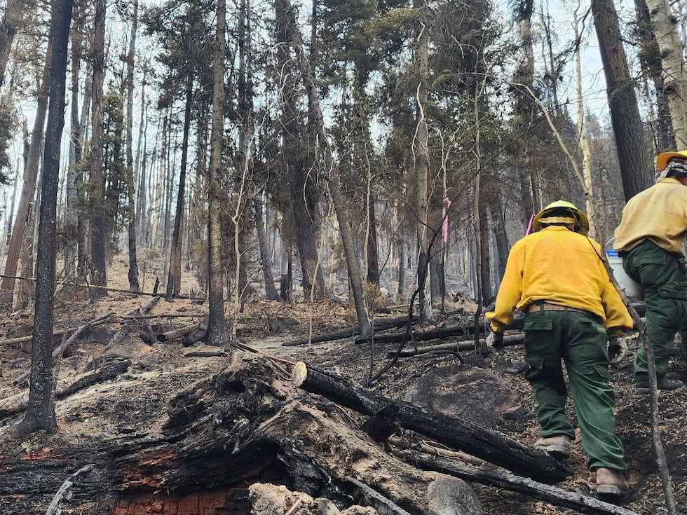 Two Gold Mountain Fire personnel carry buckets of fish up through a burned area of the forest...