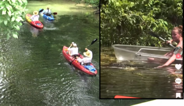 Viral alligator video draws visitors to Silver Springs, raises wildlife concerns