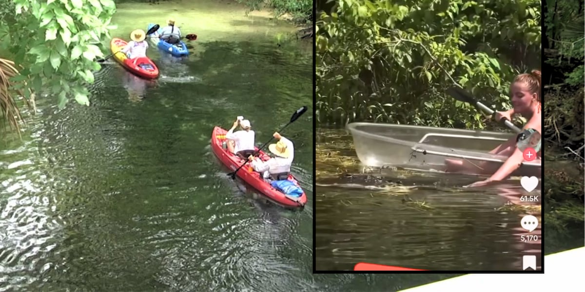 Viral alligator video draws visitors to Silver Springs, raises wildlife concerns