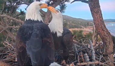 Fans worry Jackie is Big Bear eagle rescued after fight, found on ground – San Bernardino Sun