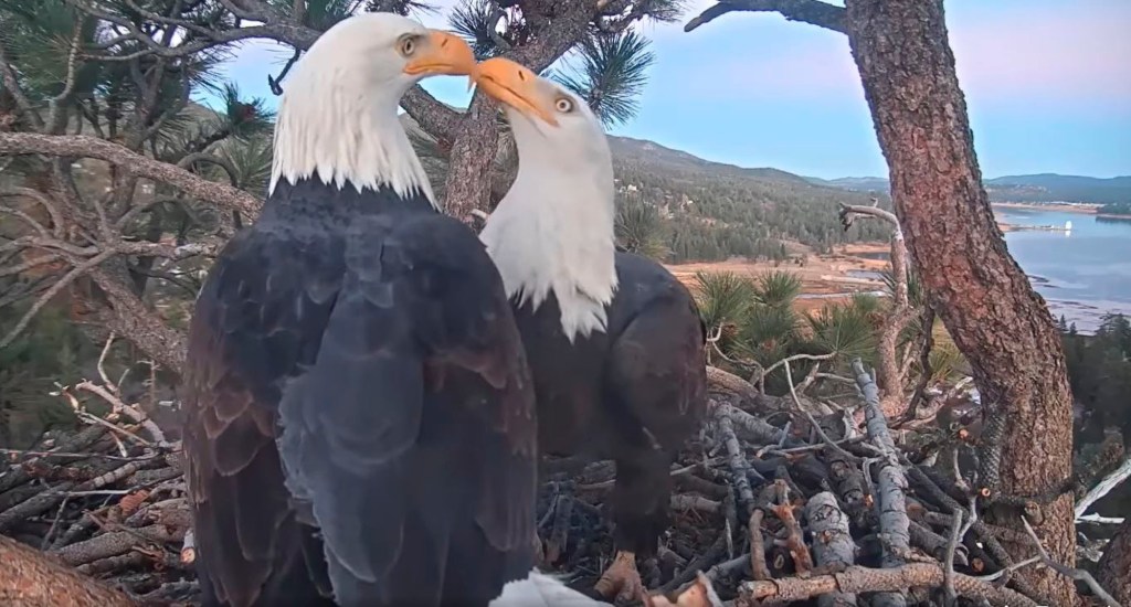 Fans worry Jackie is Big Bear eagle rescued after fight, found on ground – San Bernardino Sun