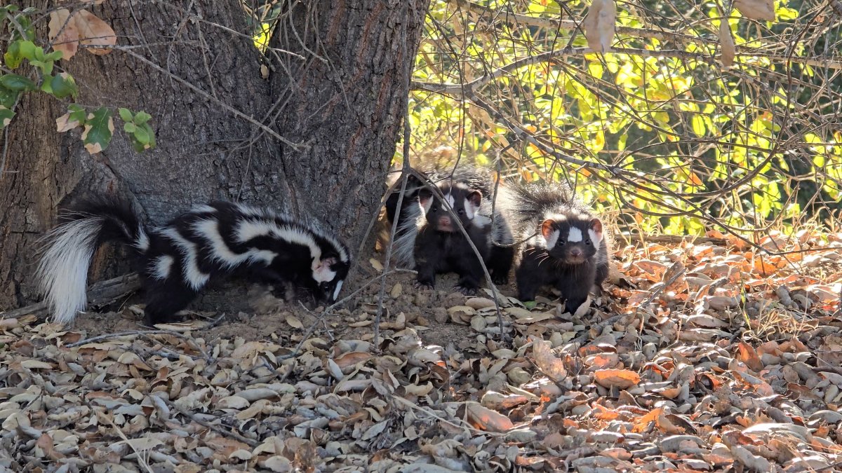 San Diego Humane Society releases 4 rare western spotted skunks into the wild – NBC 7 San Diego