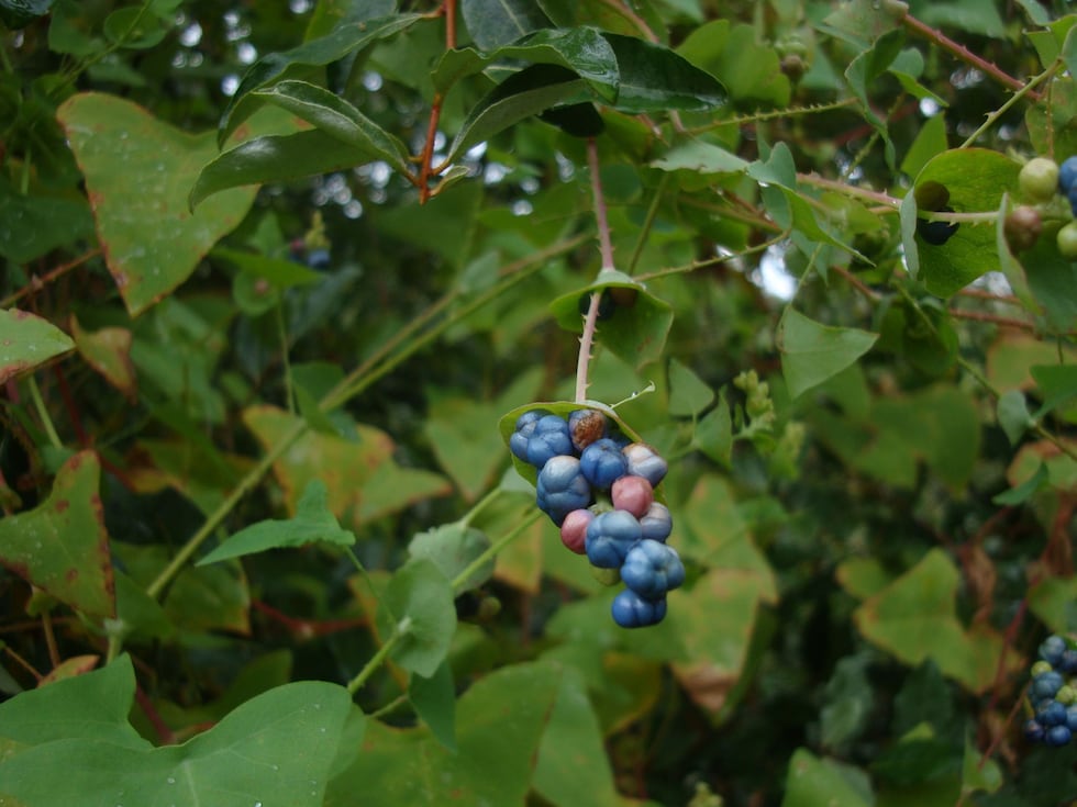 Mile-a-minute weed grows clusters of pea-sized fruit that can be various shades of blue to purple