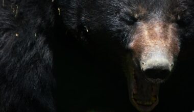 Black Bear Reported Near Lead; Officials Urge Trash, Food Security to Prevent Encounters