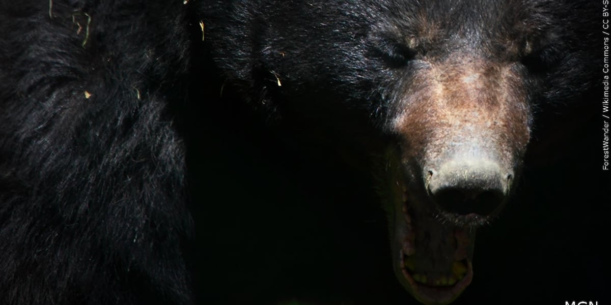 Black Bear Reported Near Lead; Officials Urge Trash, Food Security to Prevent Encounters