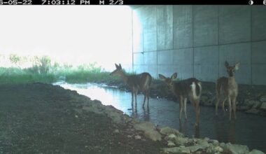 500 animals have used I-395 wildlife crossings, MaineDOT says