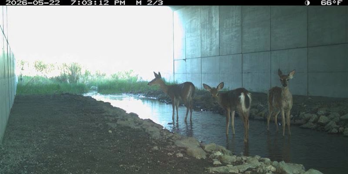 500 animals have used I-395 wildlife crossings, MaineDOT says