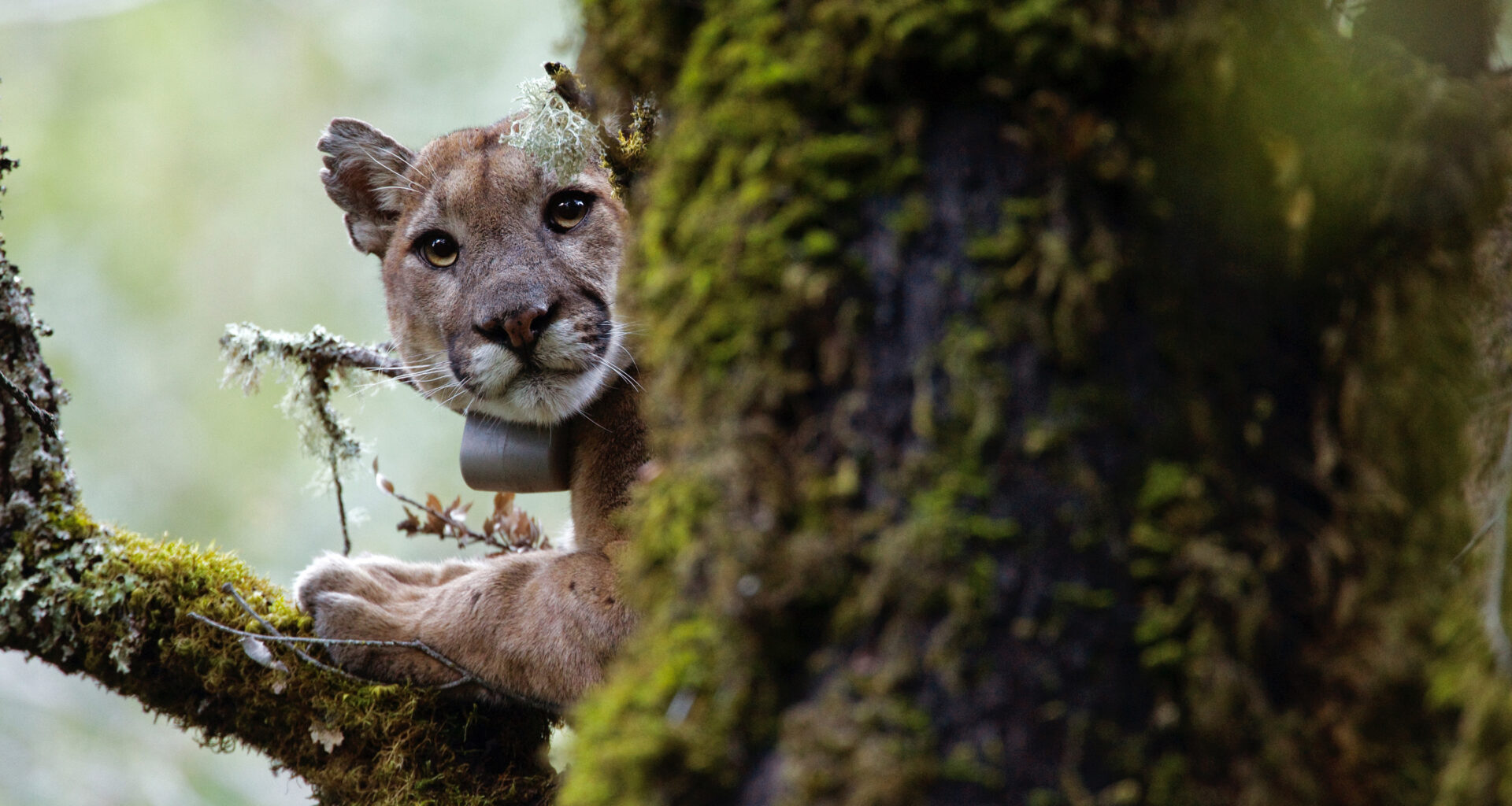 Santa Cruz mountain lions are avoiding you, UCSC study finds – Santa Cruz Sentinel
