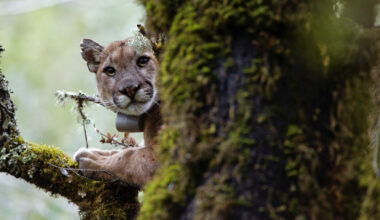 Santa Cruz mountain lions are avoiding you, UCSC study finds – Santa Cruz Sentinel