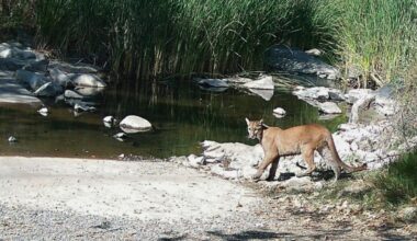 Mountain lion spotted twice in Mission Trails Regional Park
