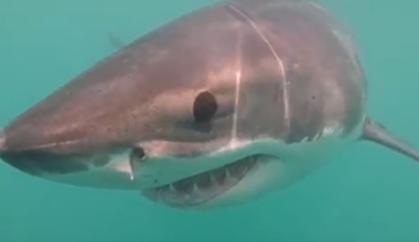 After long search, scientists get amazing great white shark footage off R.I. coast