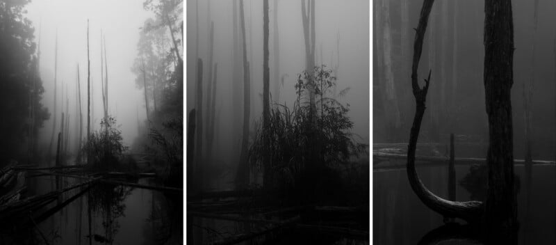 Three black-and-white photos show a misty swamp with tall, leafless trees, dense vegetation, and still water, creating an eerie and mysterious atmosphere.