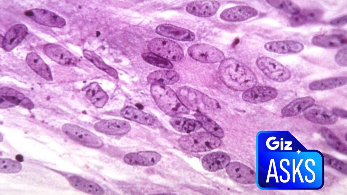 Can Vaccines Really Help Prevent Dementia?