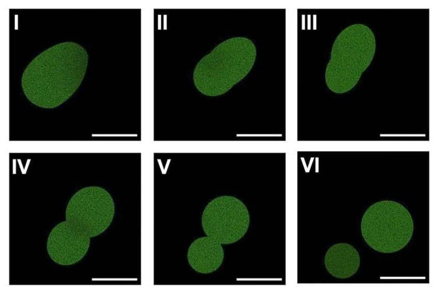 Scientists Grew Cells That Divide From Lab-Created DNA