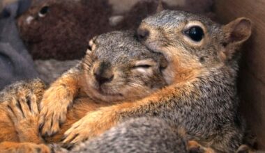 Kind Man Builds Tiny Houses to Keep Backyard Squirrels Safe From Predators