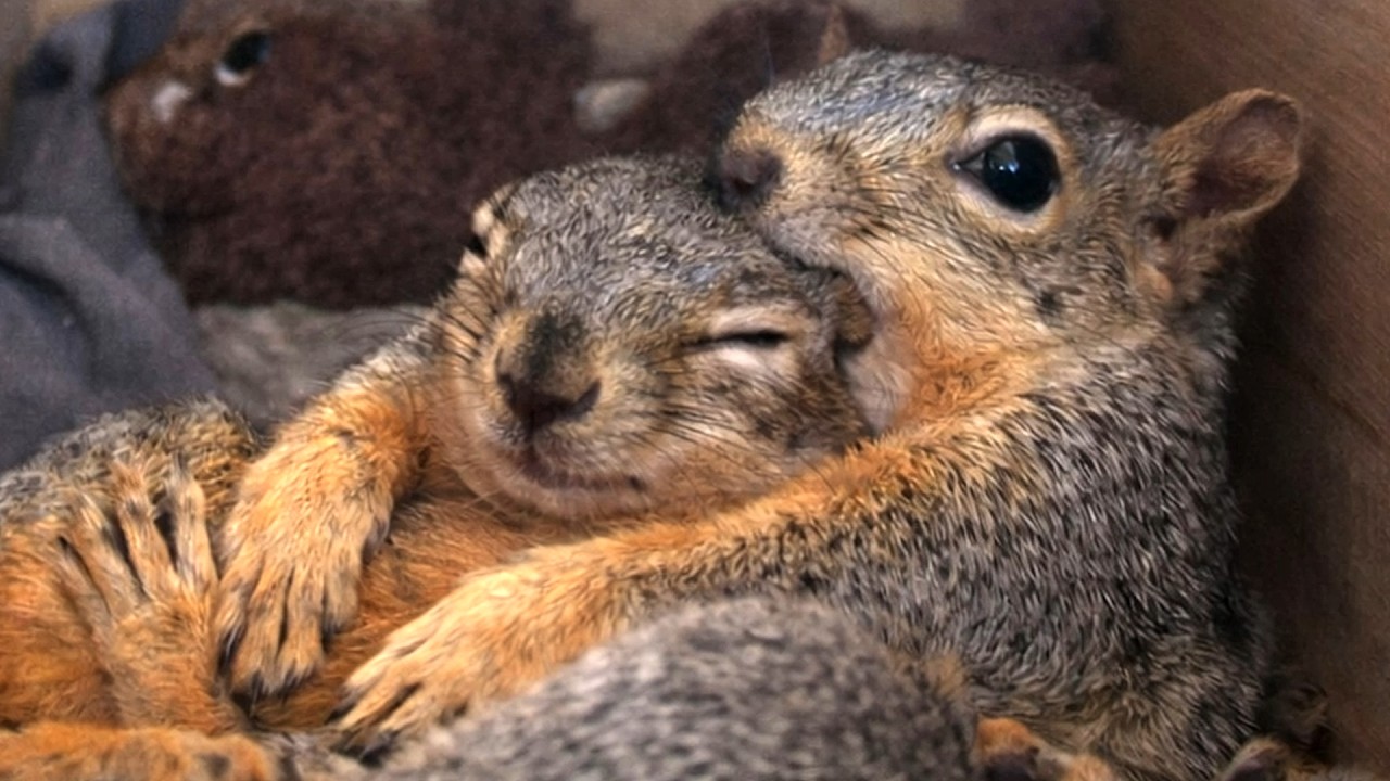 Kind Man Builds Tiny Houses to Keep Backyard Squirrels Safe From Predators