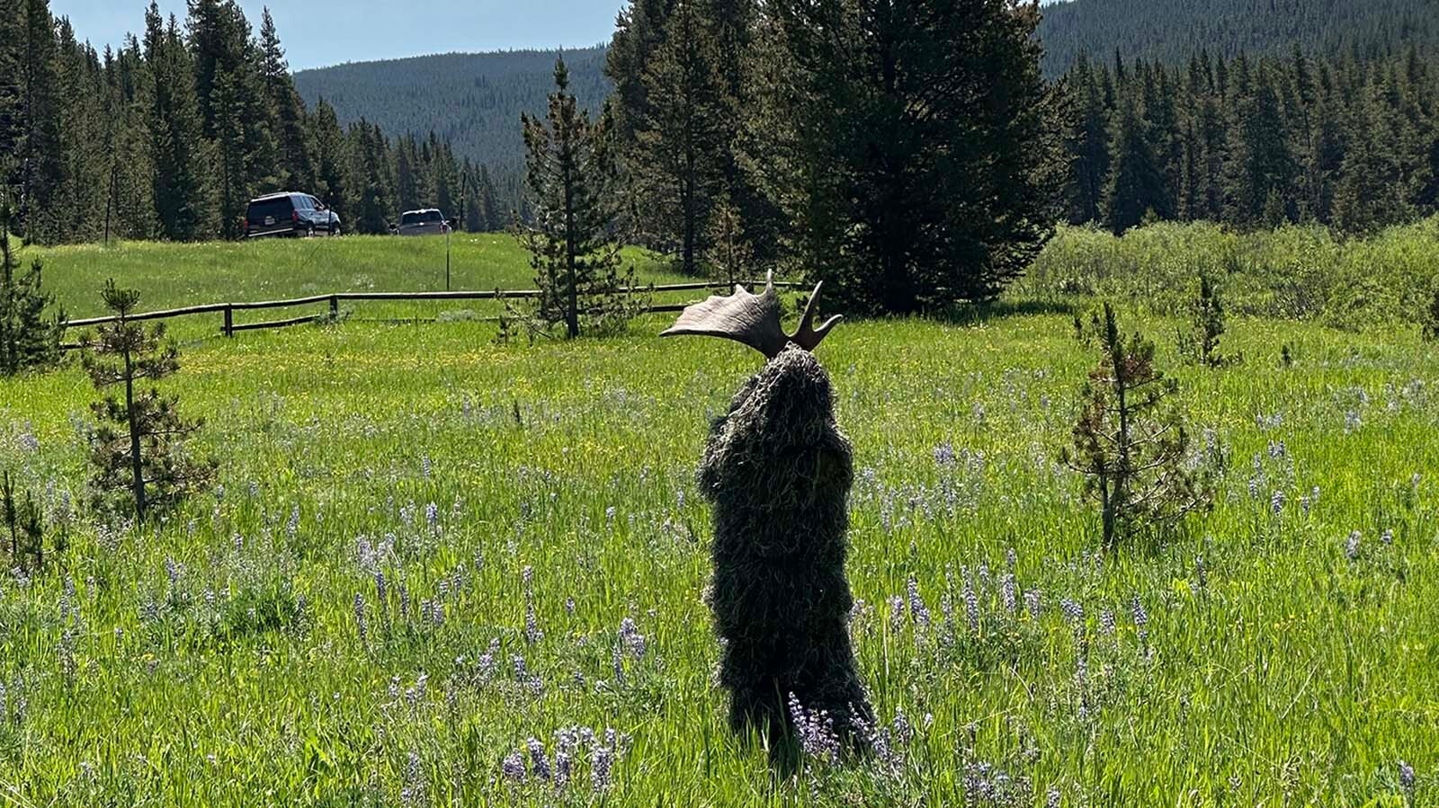 Sightings of the dangerous and elusive "Swamp Moose" were reported in the Bighorn National Forest over the Fourth of July weekend in 2025. Swamp Moose is actually a mischievous 8-year-old wearing a ghillie suit with a moose antler on his head.