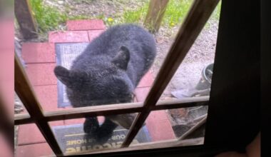 Bear and human conflicts are on the rise