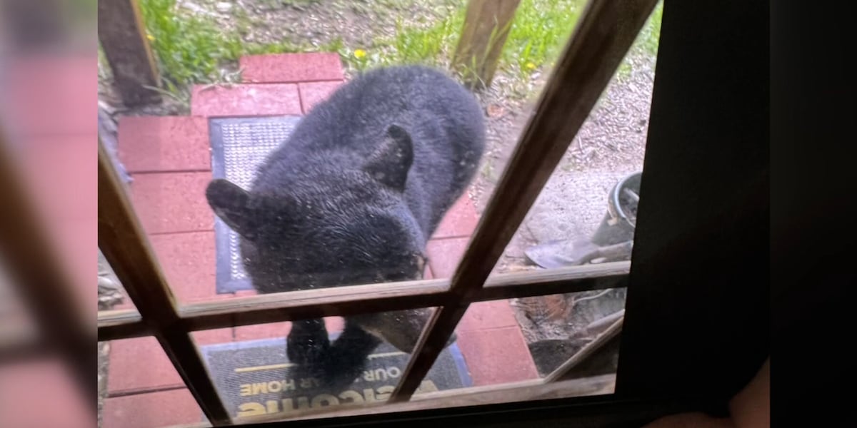 Bear and human conflicts are on the rise