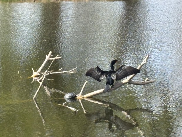 A cormorant dries its wings as a baby turtle suns itself on a half submerged tree branch at Greenway Park Golf Course on April 12, 2026. (Barbara Ellis, The Denver Post)