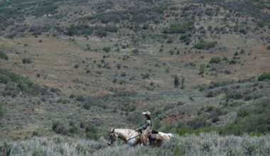In Colorado's wolf reintroduction, range riders aim to keep the peace