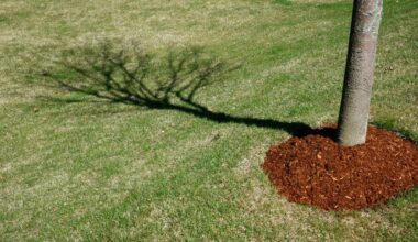 Having trouble keeping your garden alive in a drought? Follow these steps.