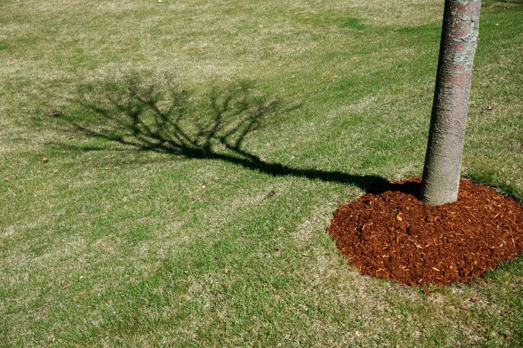 Having trouble keeping your garden alive in a drought? Follow these steps.