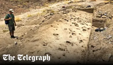 Million-year-old footprints show gender divide among our ancient relatives