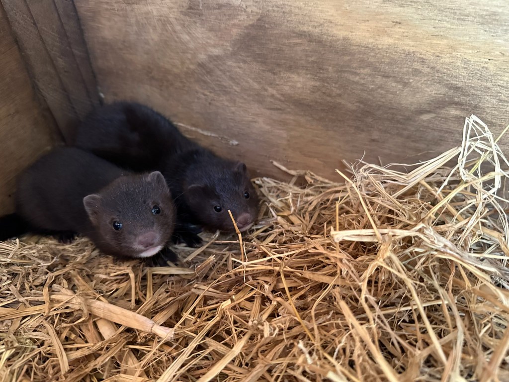 Rare baby American mink rescued in Healdsburg after being mistaken for an otter