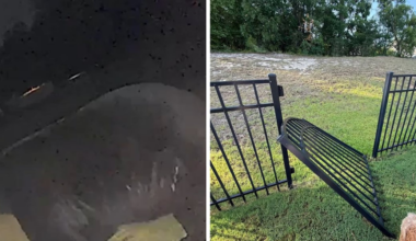‘There it was’: Bear rips gate off hinges in North Myrtle Beach neighborhood