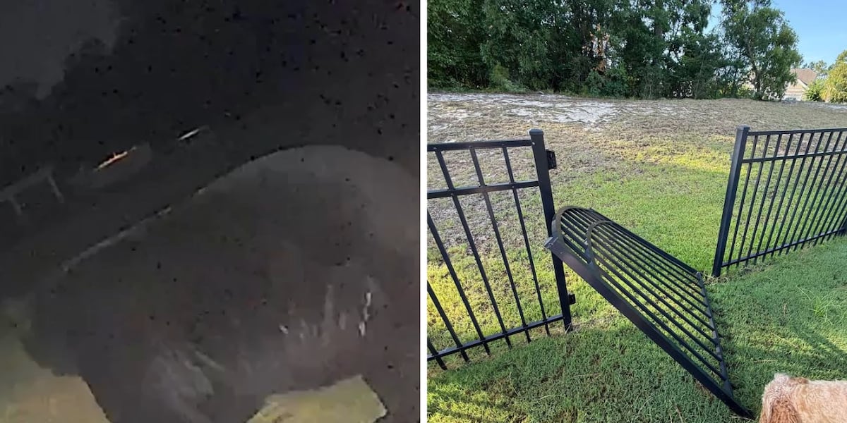 ‘There it was’: Bear rips gate off hinges in North Myrtle Beach neighborhood