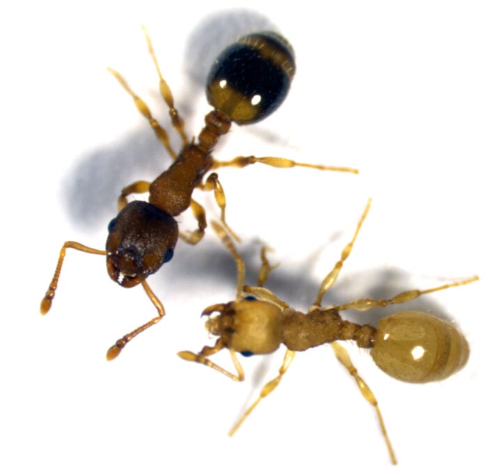 This Parasite Makes Ants Long-Lived But Lazy. Biologists Have Now Uncovered How It Hacks Their Brains.