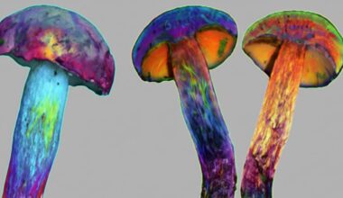 This Is Awkward: Mushrooms That Cause 'Tiny Human' Hallucinations Don't Contain Psychedelics : ScienceAlert