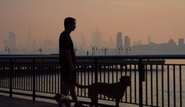 5 tips to keep your pets safe from wildfire smoke