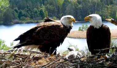 Windsor, V-2, and Dewey in their nest at the Vermont Institute of Natural Science in Quechee on May 11.