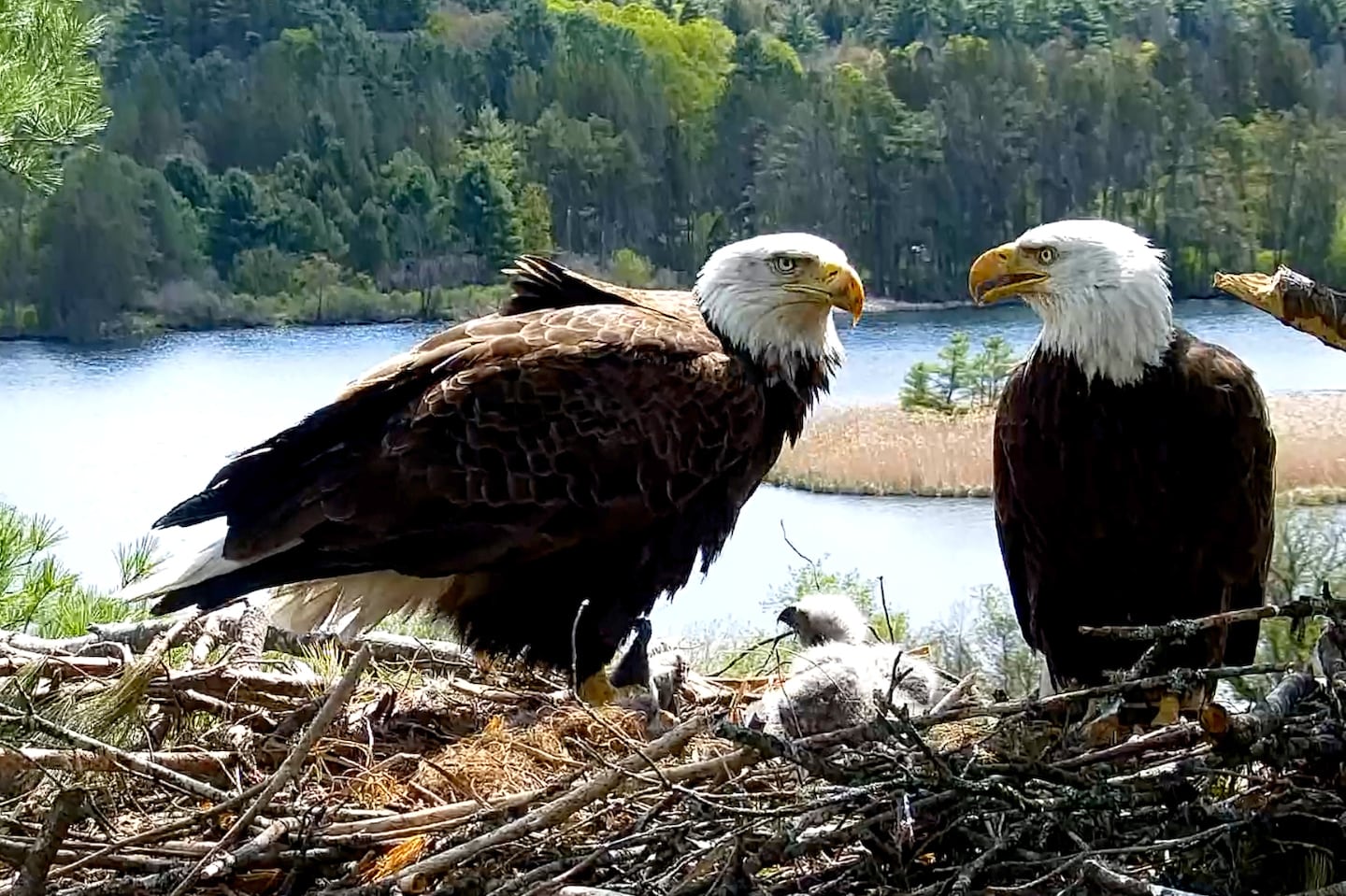 Windsor, V-2, and Dewey in their nest at the Vermont Institute of Natural Science in Quechee on May 11.
