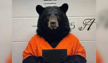 Bear sightings spark social media buzz as wildlife officials monitor Jackson movement