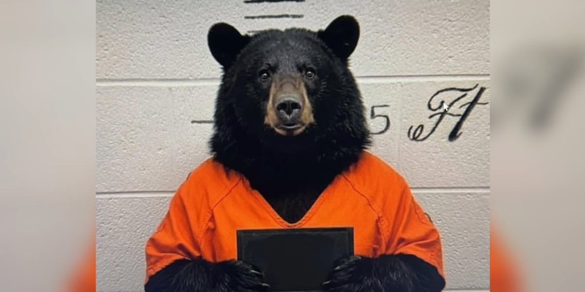 Bear sightings spark social media buzz as wildlife officials monitor Jackson movement