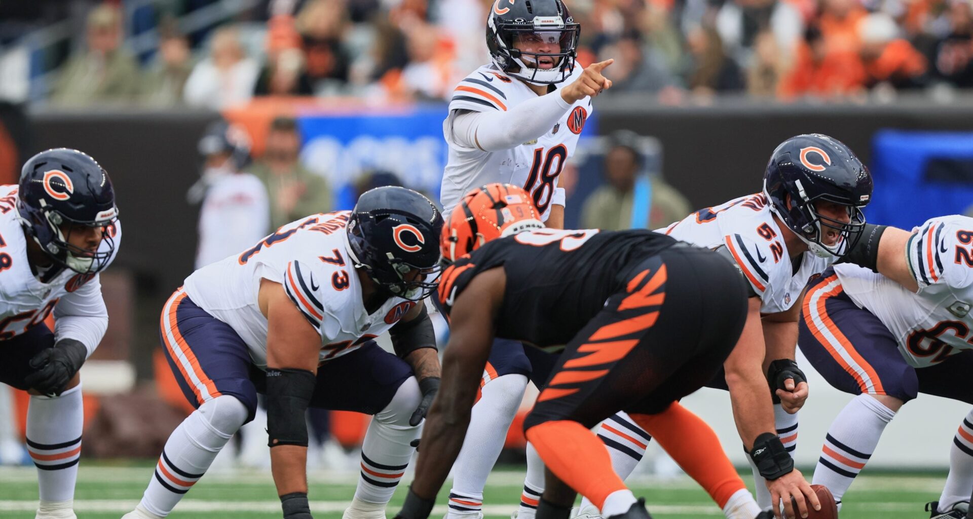 Bears