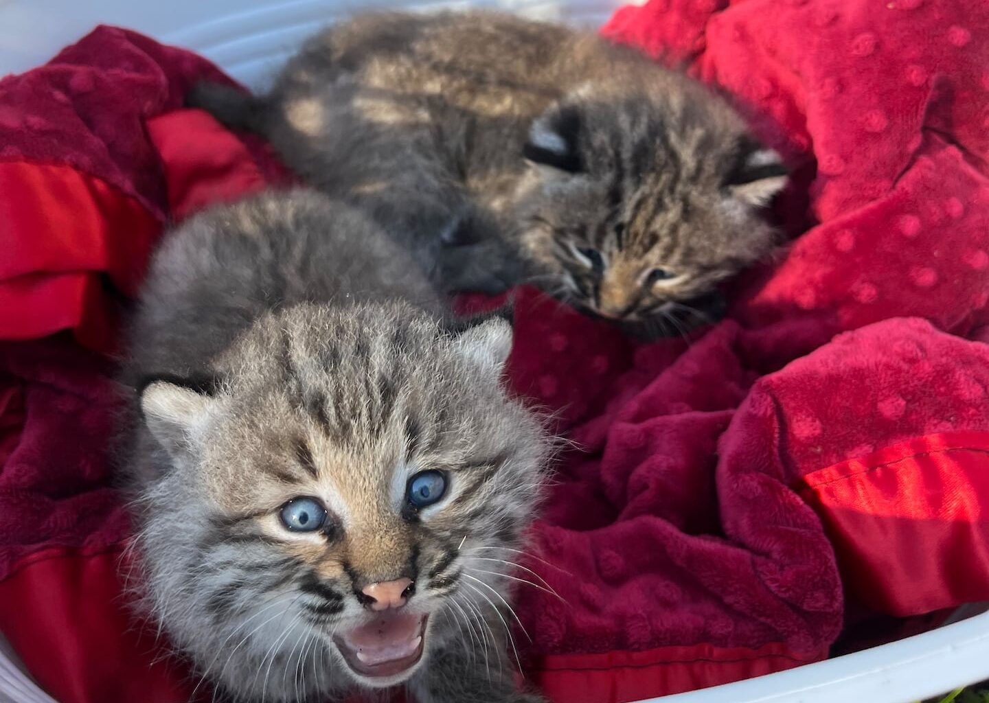 Field and Swamp, a female kitten and a male kitten, from one of URI's collared bobcats, Sparrow, being examined by researchers.