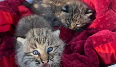 Field and Swamp, a female kitten and a male kitten, from one of URI's collared bobcats, Sparrow, being examined by researchers.