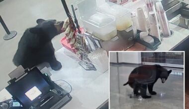 Black bear breaks into Alaskan mall, eats a peach and relieves itself on floor before leaving: video