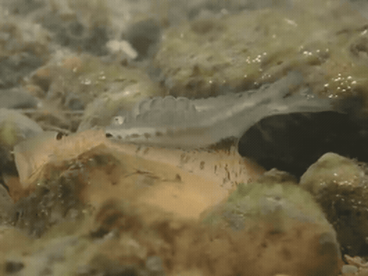 A gif showing a lure at the mouth of a mussel, resembling a wiggling tiny fish.