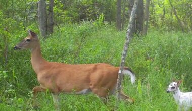 Video captures doe with 2 fawns — but one looks very different